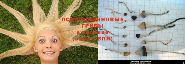 ГАЛЛЮЦИНОГЕННЫЕ ГРИБЫ Белая Холуница